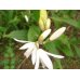画像1: シラン （白の花） (1)