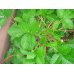 画像3: シロバナノヘビイチゴ（白花野蛇苺） (3)