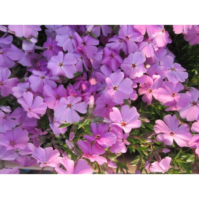 画像1: 春風