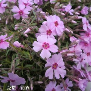 画像: 花衣