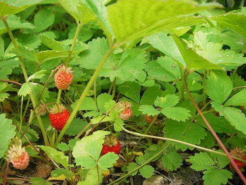 シロバナノヘビイチゴ 白花野蛇苺 土佐のそよ風農園